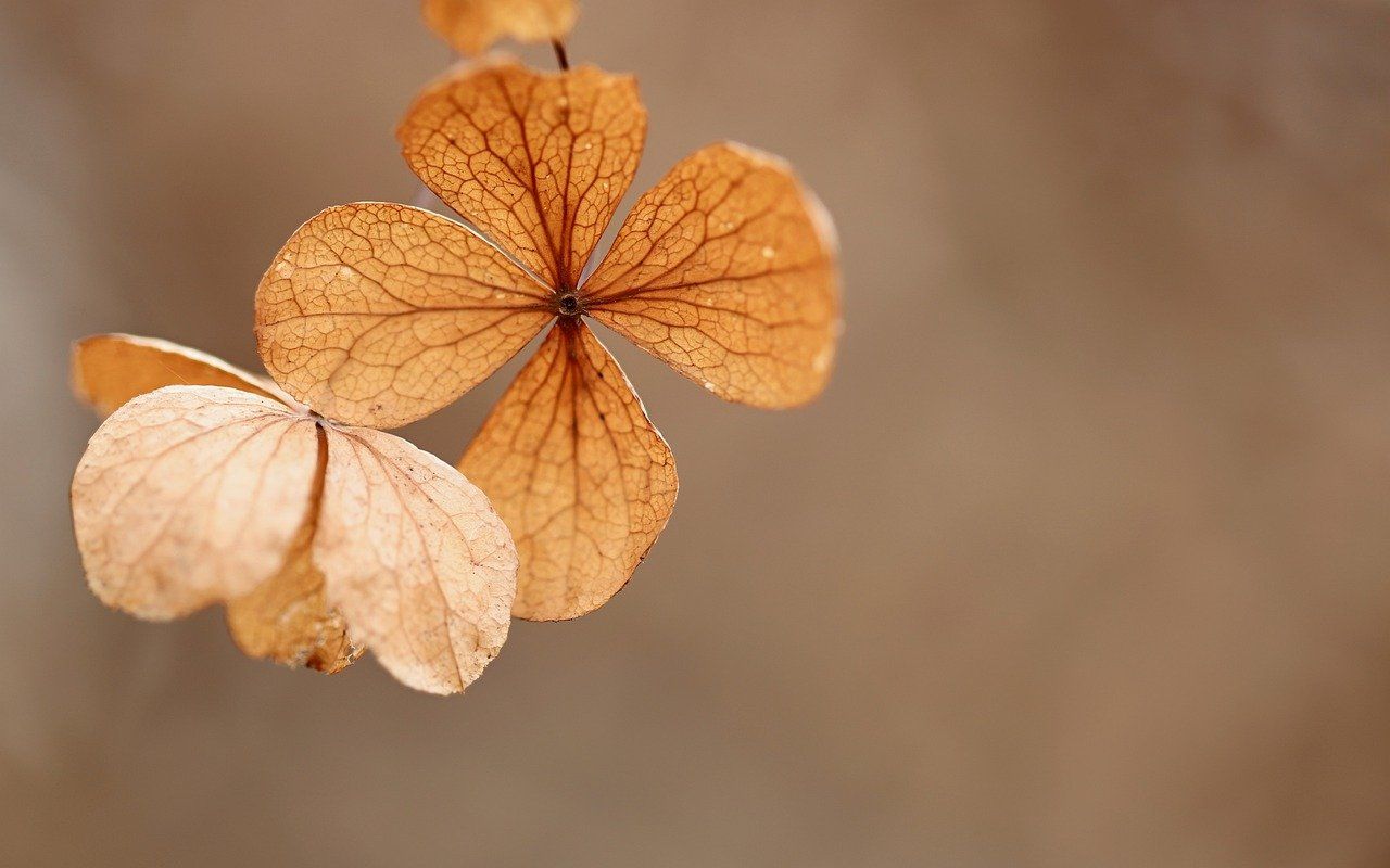 hydrangea-g785c8cfac_1280.jpg_1681162166