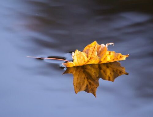 Adjectives and Shame