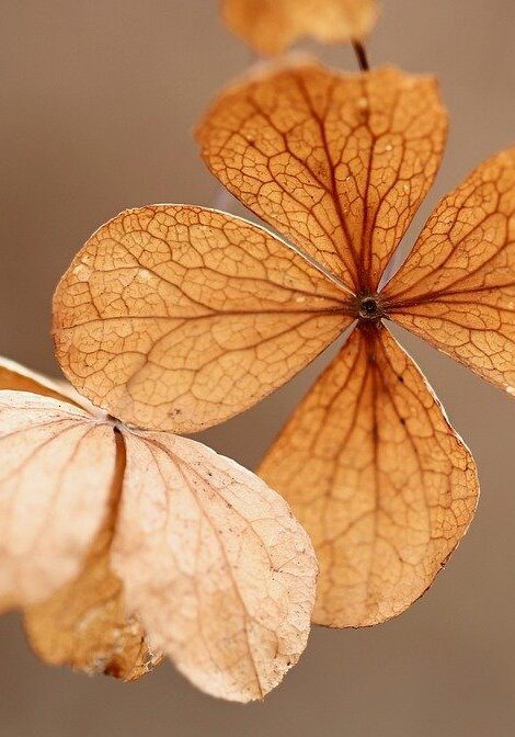 dried hydrangea flower